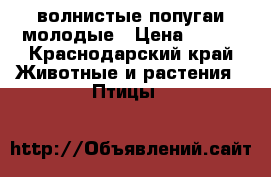 волнистые попугаи молодые › Цена ­ 500 - Краснодарский край Животные и растения » Птицы   